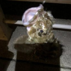 極寒のシーサイドコスモ