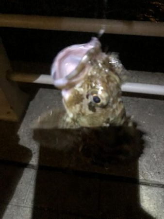 極寒のシーサイドコスモ