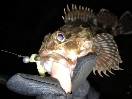 ライトゲームと投げ釣り