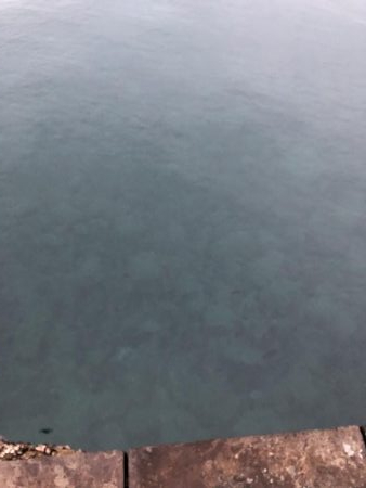 帰省釣行（水俣市）