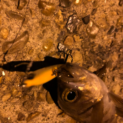 ありぁりぁ？メバリング