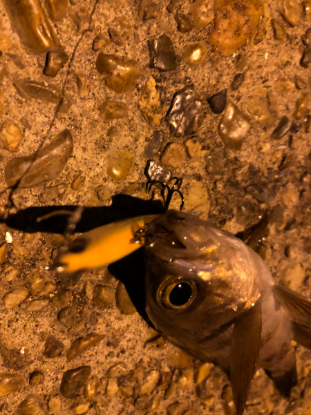 ありぁりぁ？メバリング