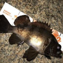 久々メバリング