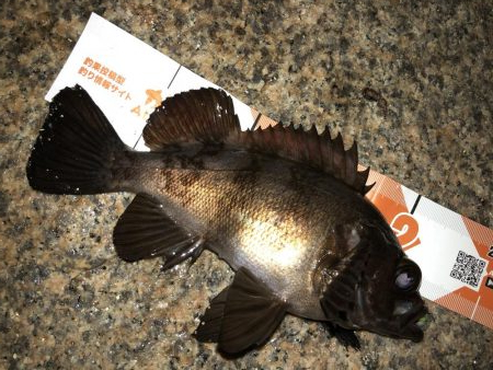 久々メバリング