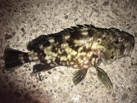 五目釣り達成！