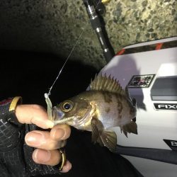 多種目釣れて楽しいですね