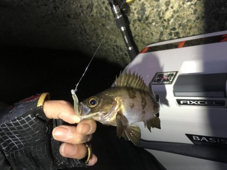 多種目釣れて楽しいですね