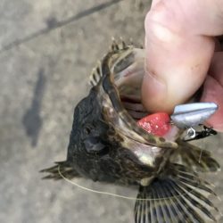 メバリング釣行