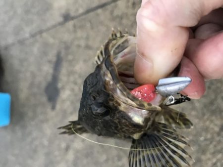 メバリング釣行