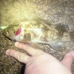 ぎゃぁあああ！！！（グロ注意）