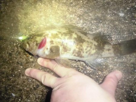 ぎゃぁあああ！！！（グロ注意）