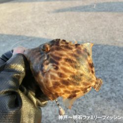 ファミリーフィッシング釣り納めでアイナメ22㎝