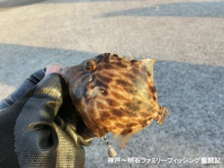 ファミリーフィッシング釣り納めでアイナメ22㎝