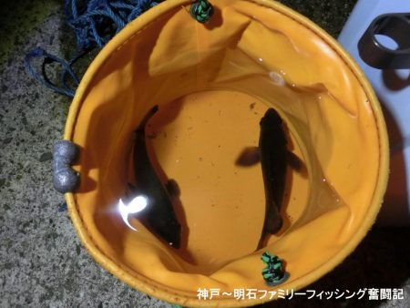 激寒の中何とかメバル