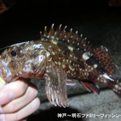 あたたかメバリング