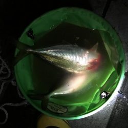 尺アジ釣り