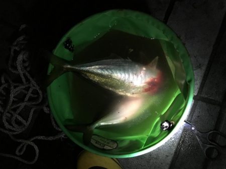 尺アジ釣り