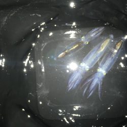 タチウオ調査からの・・・