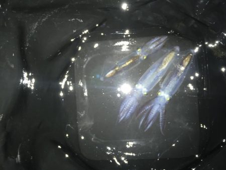 タチウオ調査からの・・・