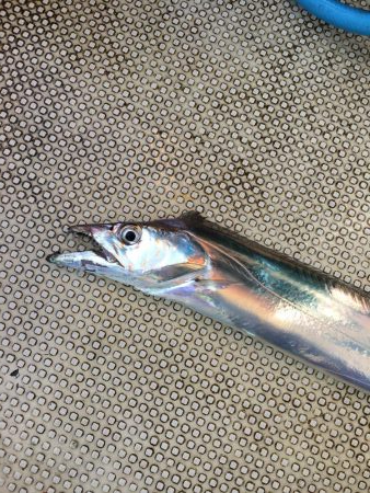 タチウオジギング とテンヤ