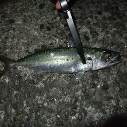 タチウオにおびえてる？