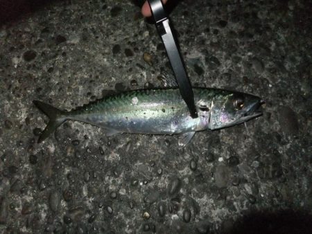 タチウオにおびえてる？