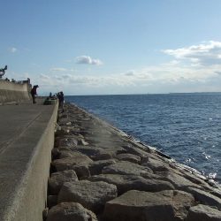 久々のサヨリ釣行