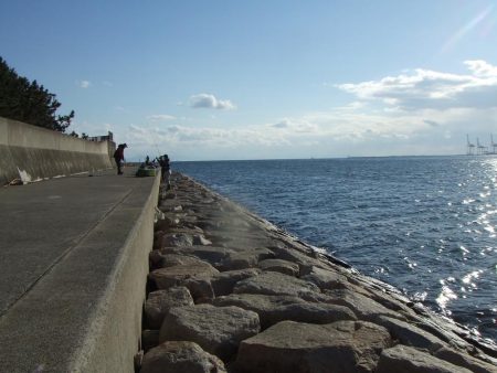 久々のサヨリ釣行