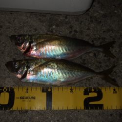 シーズン終了間近のアジング＆メバリング