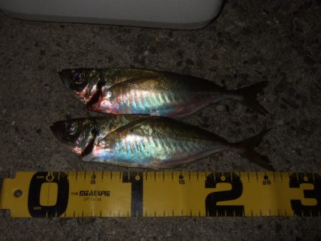 シーズン終了間近のアジング＆メバリング