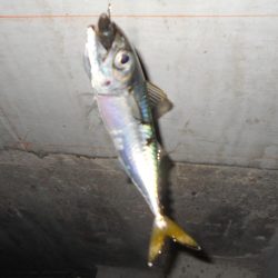 シーバス狙いで淀川に出撃。