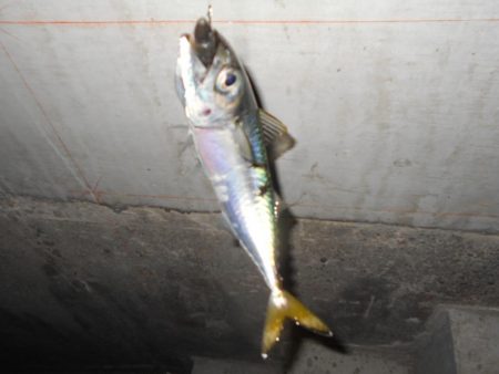 シーバス狙いで淀川に出撃。