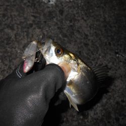 チビしかおらんのか？。