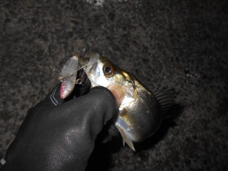 チビしかおらんのか？。