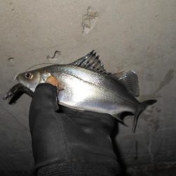 相変わらず魚影は濃い…。