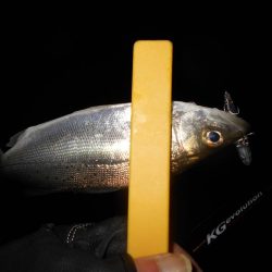 ラスト釣行はチーバスの入れ食いで…。