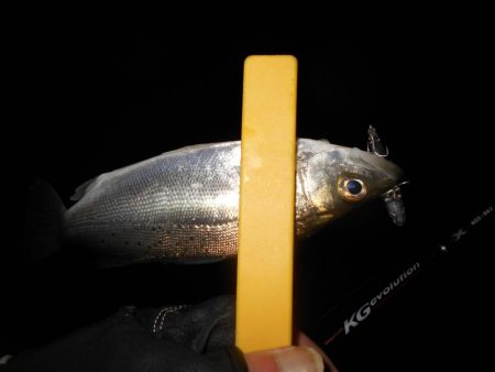 ラスト釣行はチーバスの入れ食いで…。