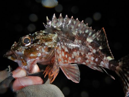 アラレ降ってきました