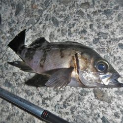 小物釣り