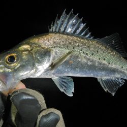 イマイチな感じ