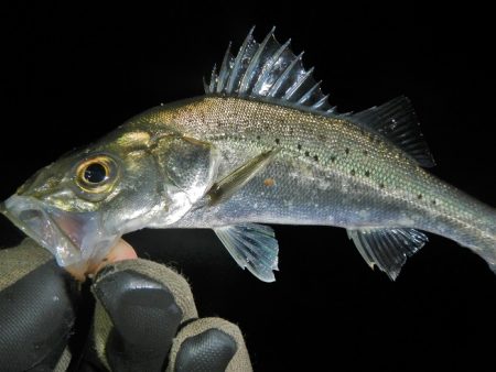 イマイチな感じ