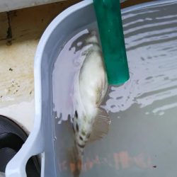 カワハギは終盤?