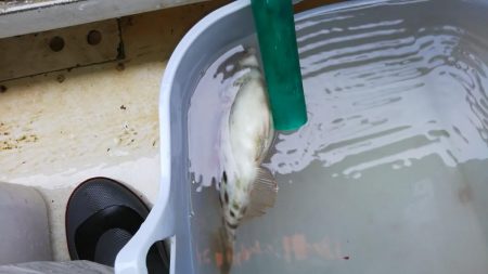 カワハギは終盤?