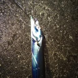 誘いと深めのタナでまだいける!