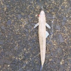 サゴシねらいでまさかの