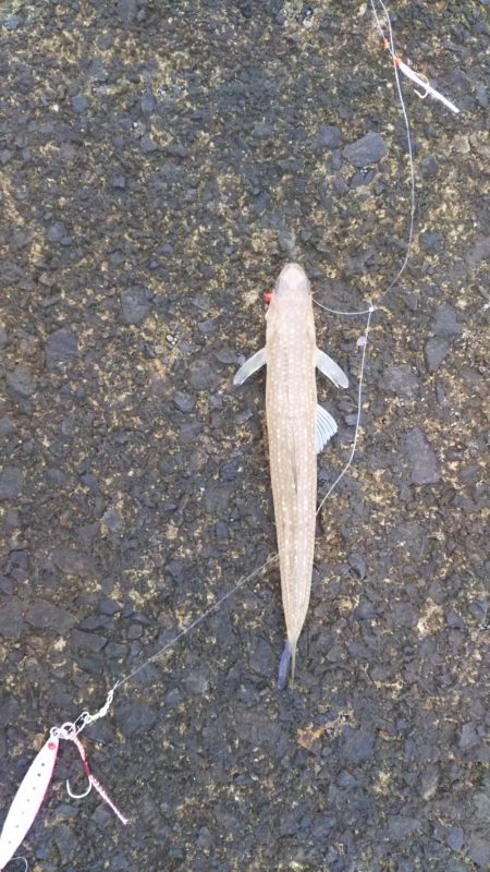 サゴシねらいでまさかの