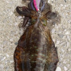 第11回エギバトル参加