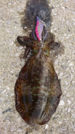 第11回エギバトル参加