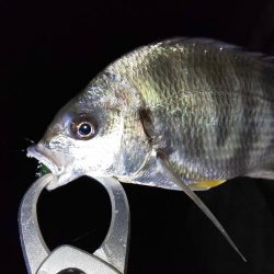 中紀ライトゲーム