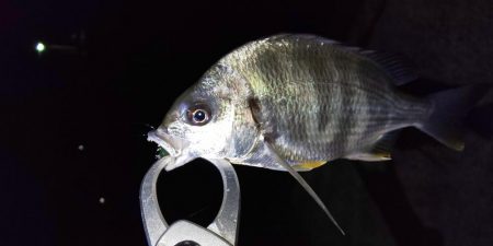 中紀ライトゲーム